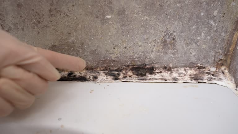 Best Comprehensive Air Testing for Mold Contaminants  in Fiskdale, MA